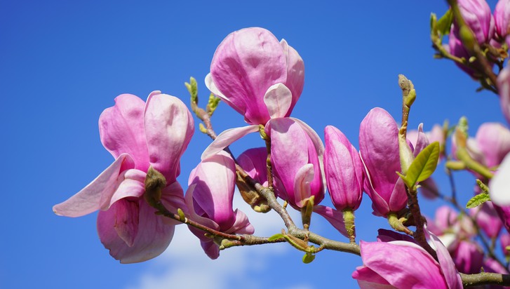Magnolia mot en bakgrund av blå himmel.