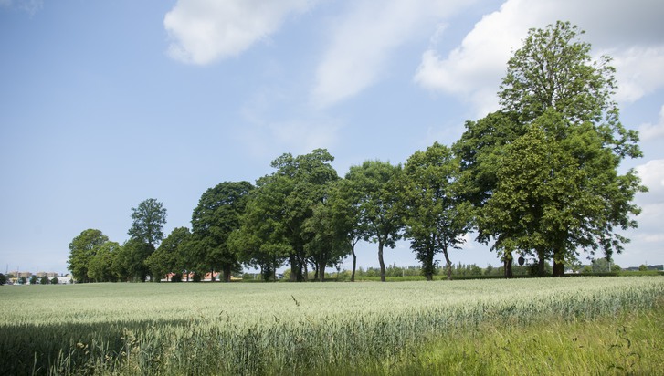 sädesfält med trädallé och blå himmel i bakgrunden